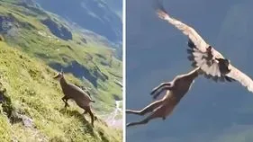 Eagle caught deer: వామ్మో.. గద్దకు ఇంత బలముంటుందా.. జింక పిల్లను ఎలా పట్టుకుందో చూడండి.. 