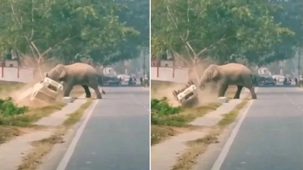 Elephant Flips Truck: ఈ ఏనుగుకు ఎంత కోపం వచ్చిందో చూడండి.. మనుషులు ఇప్పటికైనా మారకపోతే..