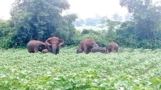 Elephants   కోటిపాంలో గజరాజులు 