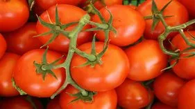 Tomato Price: నిలకడగా టమోటా ధరలు.. కిలో ఎంతంటే,,