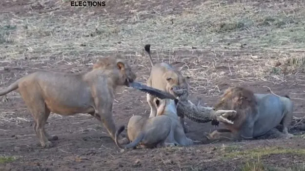 4 Lions vs Crocodile: షాకింగ్ వీడియో.. నీటి నుంచి బయటకు వచ్చిన మొసలిని సింహాలు ఏం చేశాయో చూడండి..