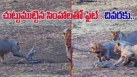 Crocodile VS Lions: చుట్టుముట్టిన సింహాలు.. గట్టిగా బదులిచ్చిన పిల్ల మొసలి.. చివరకు..