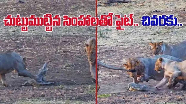 Crocodile VS Lions: చుట్టుముట్టిన సింహాలు.. గట్టిగా బదులిచ్చిన పిల్ల మొసలి.. చివరకు..