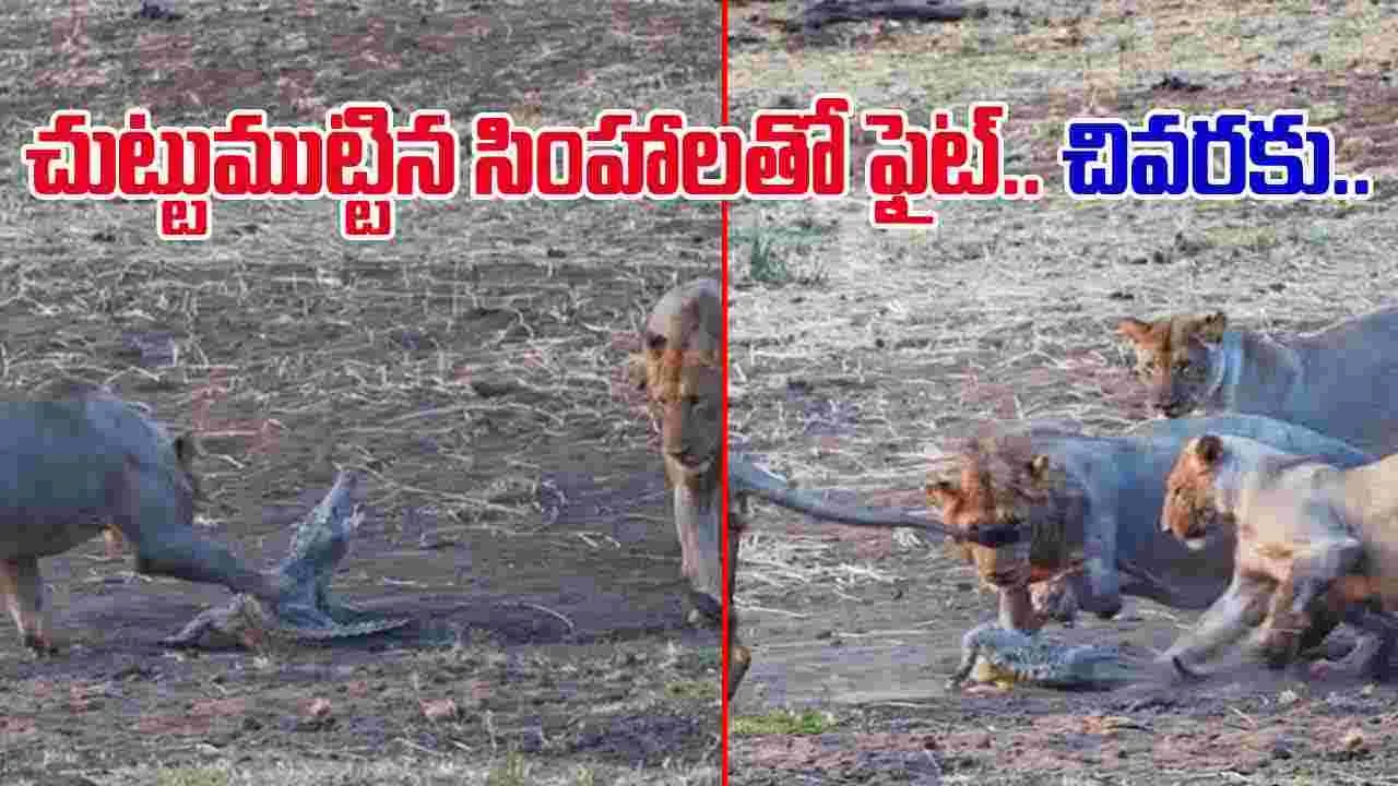Crocodile VS Lions: చుట్టుముట్టిన సింహాలు.. గట్టిగా బదులిచ్చిన పిల్ల మొసలి.. చివరకు..
