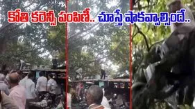 Monkey Steals Currency: కరెన్సీ కట్టలతో చెట్టెక్కిన కోతి.. కింద గుమికూడిన జనం.. చివరికి.. 