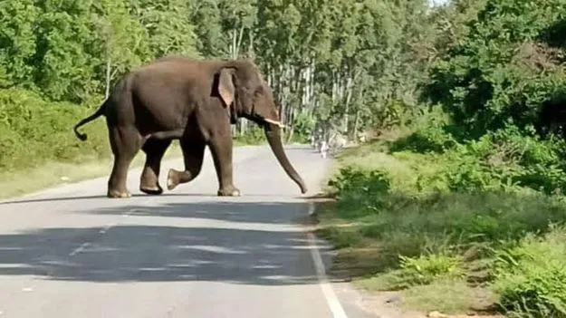 Elephant: రోడ్డుపై ఒంటరి ఏనుగు సంచారం..