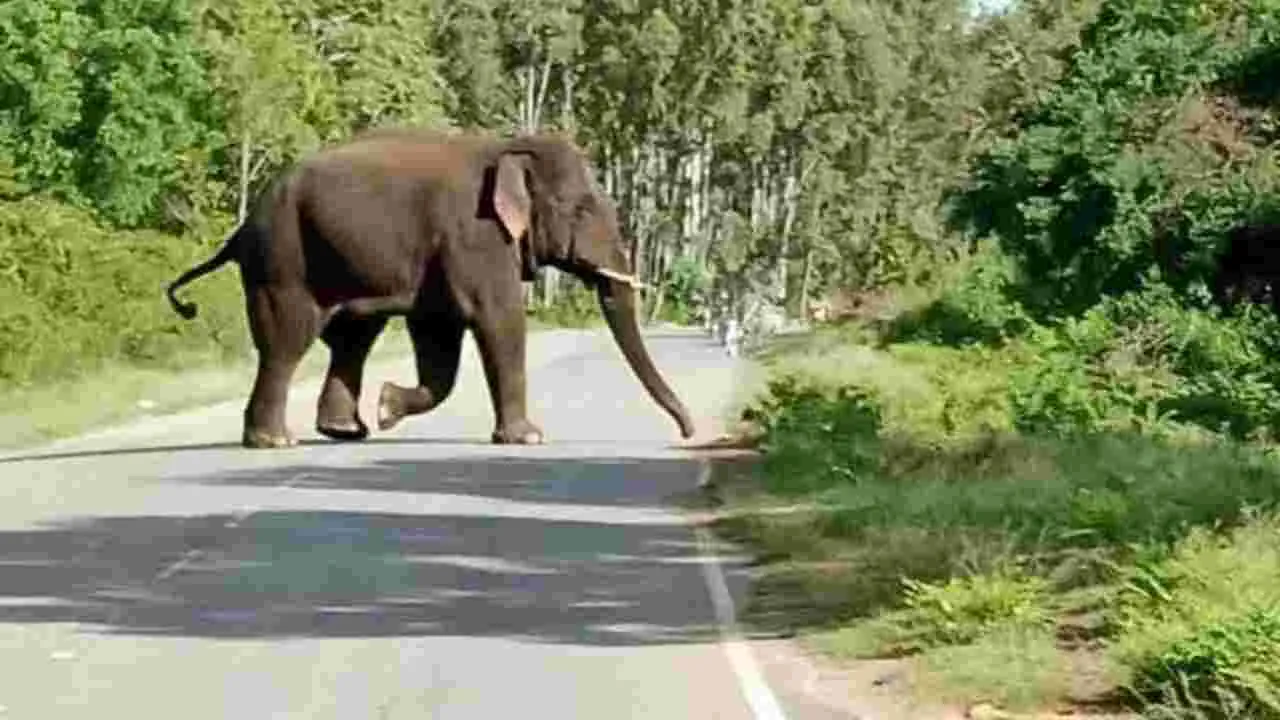 Elephant: రోడ్డుపై ఒంటరి ఏనుగు సంచారం..