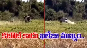 Sheep VS Bull:  గొర్రే కదా అని దాడి చేసిన ఎద్దు.. చివరికి జరిగింది చూస్తే.. 