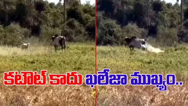 Sheep VS Bull:  గొర్రే కదా అని దాడి చేసిన ఎద్దు.. చివరికి జరిగింది చూస్తే.. 