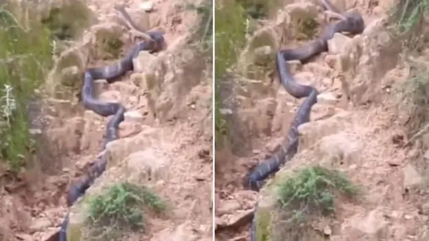 Snake Ramp Walk: వామ్మో.. ఈ పాము నడక మోడల్‌కు తక్కువగా లేదు.. ఎలా ర్యాంప్ వాక్ చేస్తోందో చూడండి.. 