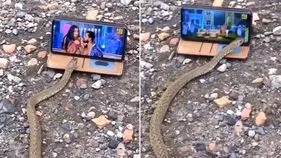 Snake watching video: ఈ పాము చాలా సంస్కారవంతమైనది.. మొబైల్‌లో అశ్లీల పాట చూసి ఏం చేసిందంటే..