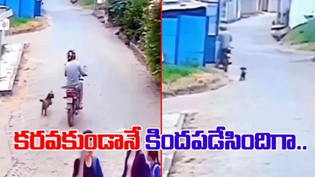 Bike Accident Video: కుక్క పిల్లే కదా అనుకుంటే ఎంత పని చేసింది.. బైకర్‌కు ఏమైందో చూడండి.. 