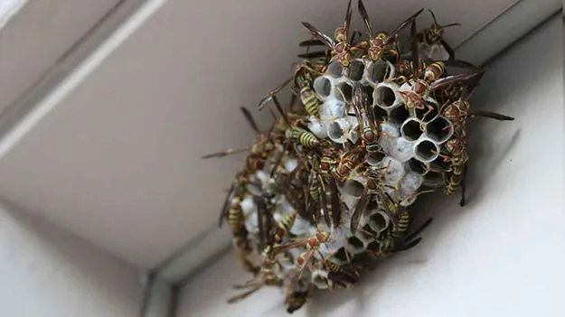 Wasp Nest Removal Tips: ఇంట్లో తేనెతుట్టె ఉంటే భయపడకండి.. ఈ చిట్కాలతో సురక్షితంగా తొలగించండి!