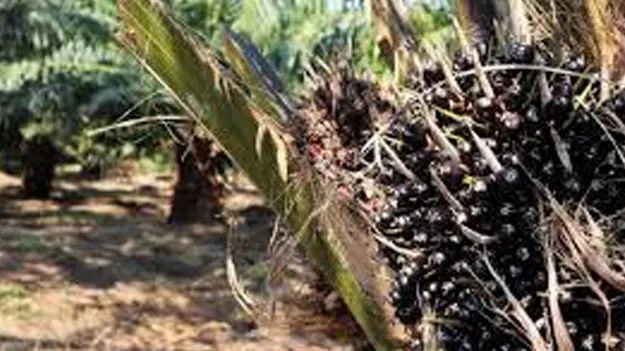 Oil Palm Cultivation: ఆయిల్‌పామ్‌ కంపెనీలకు మరో 7 మండలాల కేటాయింపు