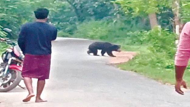 ఉద్దానంలో ఎలుగుల హల్‌చల్‌