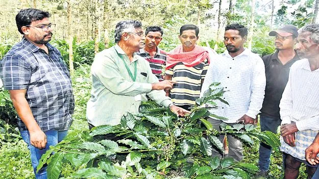 బెర్రీ బోరర్‌ కీటకం ప్రమాదకరం