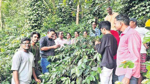 కాఫీ తోటల్లో నిశిత పరిశీలన