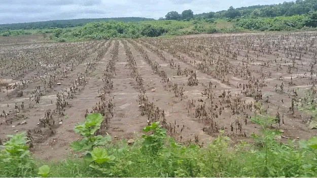 kumaram bheem asifabad- పత్తి దిగుబడిపై దిగులు