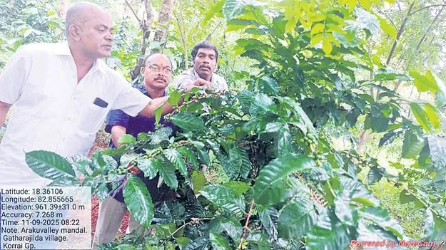 140 ఎకరాల్లో ఉధృతంగా బెర్రీ బోరర్‌ తెగులు