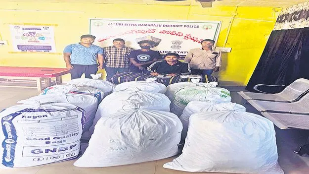 245 కిలోల గంజాయి స్వాధీనం 