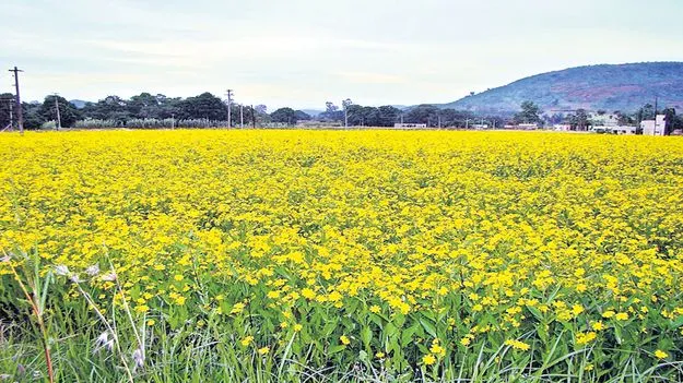 ముందస్తు రబీ పంటగా వలిసెల సాగు