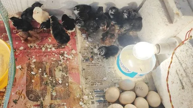 కోడి లేకుండా.. కోడిపిల్ల!