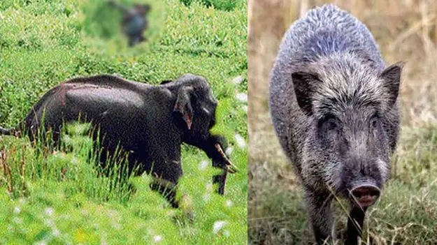 Kerala Cabinet Approves: క్రూర మృగాలను చంపొచ్చు