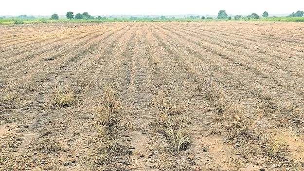 Rain Effect : కందిరైతుకు కన్నీరు