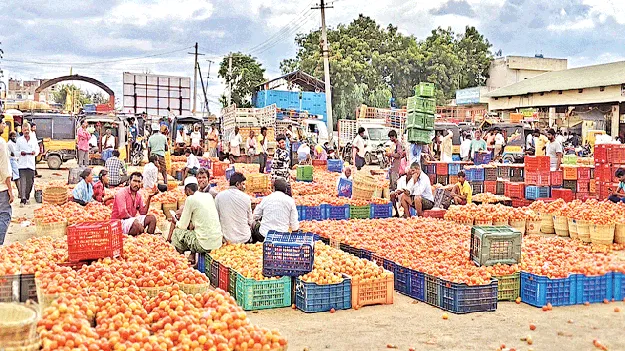 టమోటా కొనుగోళ్లు ప్రారంభం