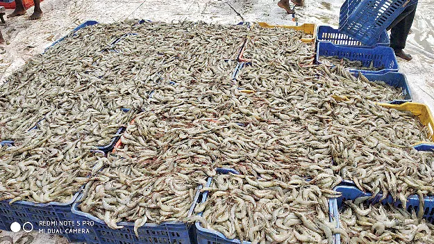 అయ్యో.. రొయ్య..!