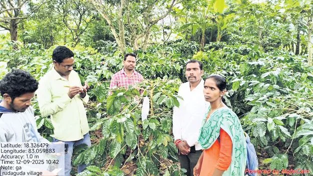 బెర్రీ బోరర్‌ నివారణకు యుద్ధప్రాతిపదికన చర్యలు