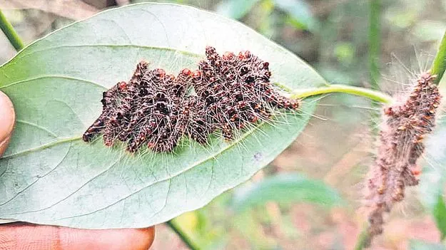 గిరిజన గ్రామాల్లో వింత పురుగులు