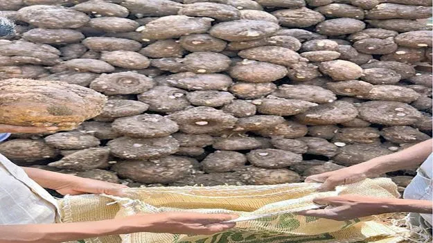 ‘కంద’ని ధర!