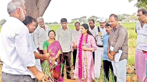 ఉల్లిని గ్రేడింగ్‌ చేసి తీసుకురండి: జేసీ