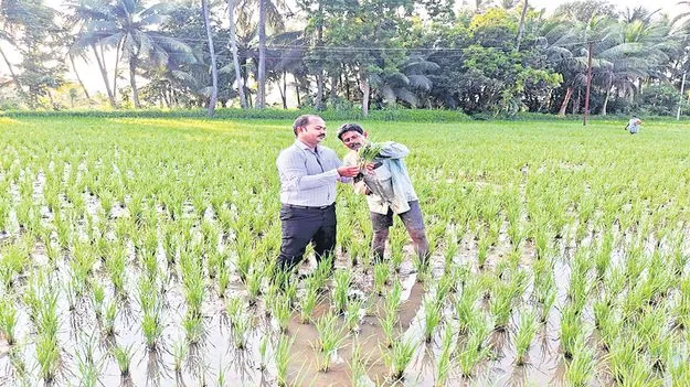 వరికి దోమకాటు