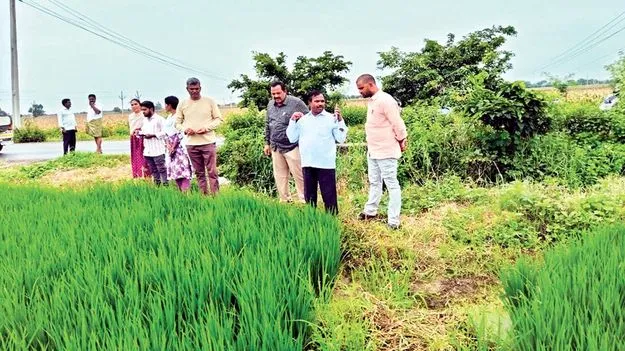 63,818 హెక్టార్లలో వరి సాగు : డీఏవో 