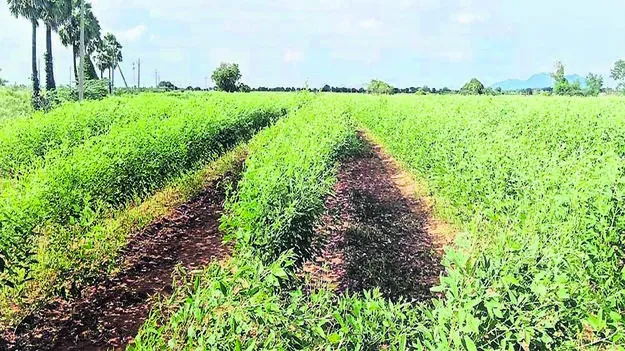 CROP: కంది పంట కళకళ