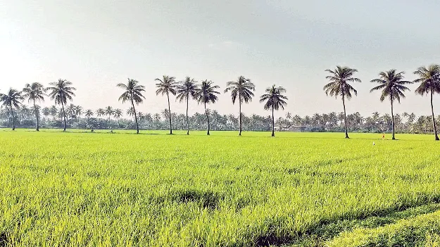 సార్వా జోష్‌