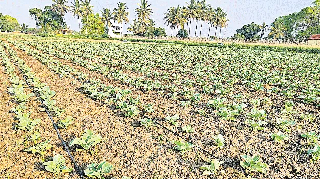 బిందు సేద్యానికి ప్రోత్సాహం