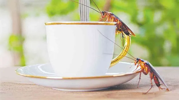 Bay Leaves Can Eliminate: బిర్యానీ ఆకుతో బొద్దింకలు మాయం