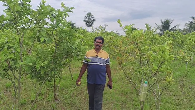 ప్రకృతి పంట