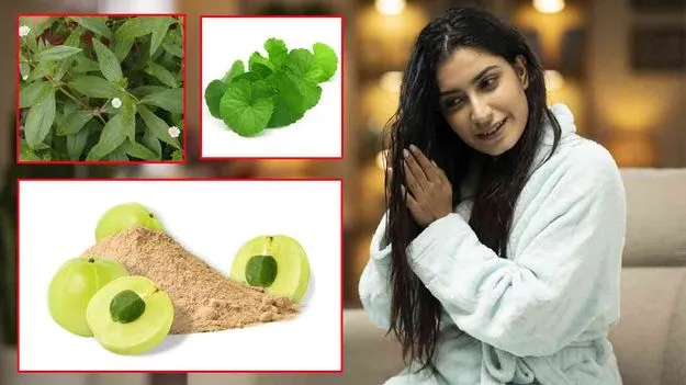 Ayurvedic Hair Remedies: వర్షాకాలంలో జుట్టుకు రక్షణ