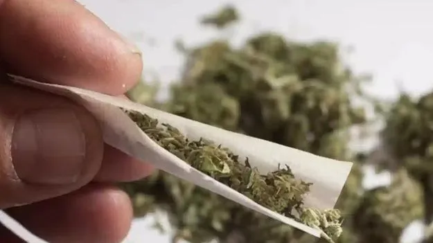 Shankarpalli: ఇక్ఫాయి కళాశాల వద్ద గంజాయి కలకలం