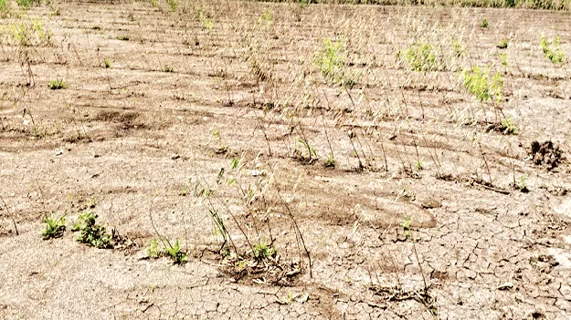 కంది'పోయింది'