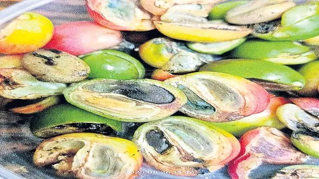 కాఫీ రైతులకు సర్కారు భరోసా