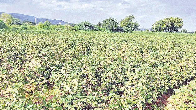 పత్తికి ఎర్ర తెగులు.. రైతులకు గుబులు