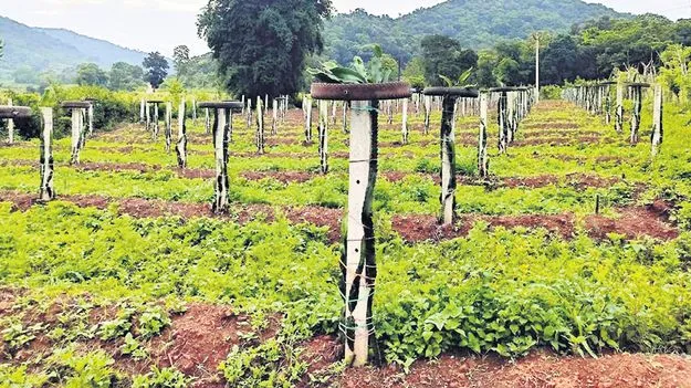 డ్రాగన్‌ ఫ్రూట్‌, ఆవకాడో సాగుపై ఆసక్తి