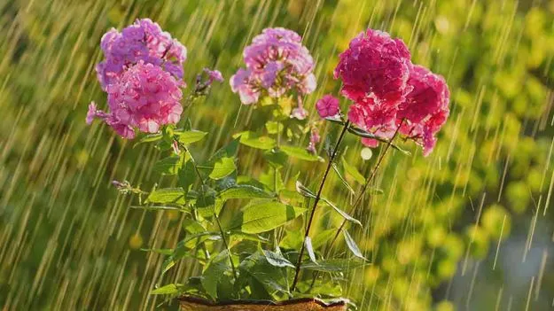 Monsoon Plant Care: వానల్లో మొక్కల సంరక్షణ