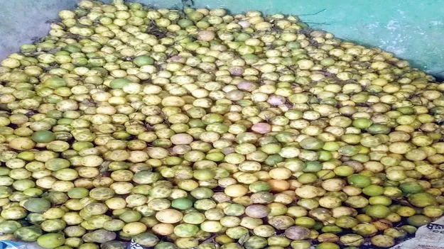 చితికిన బత్తాయి