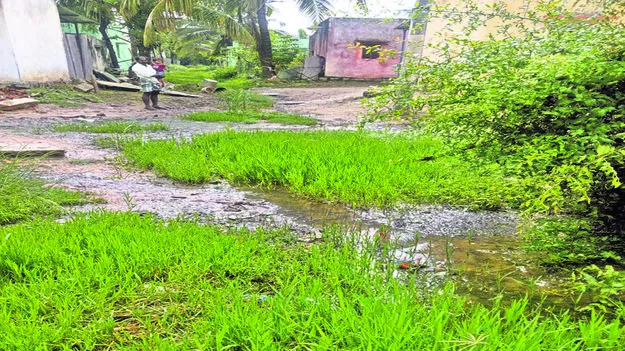 SANITATION: లోపించిన పారిశుధ్యం